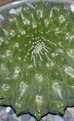 (Euphorbia gymnocalycioides)