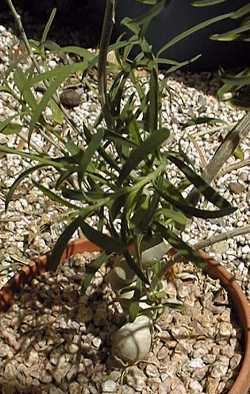 (Euphorbia hedyotoides)