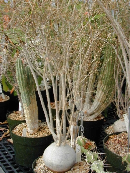 (Euphorbia hedyotoides)