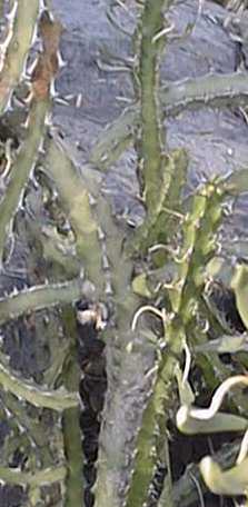 (Euphorbia heterochroma)