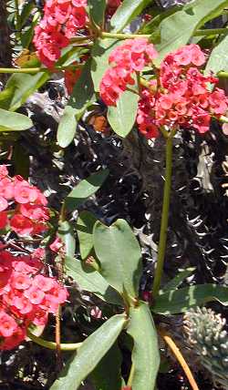 Crown of Thorns(Euphorbia milii var. hislopii )