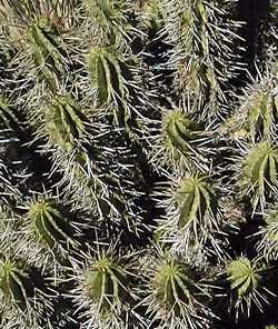 African Milk Barrel(Euphorbia horrida)