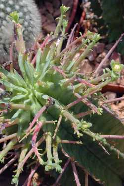 African Milk Barrel(Euphorbia horrida)