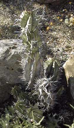 (Euphorbia inconstantia)