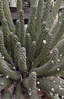 (Euphorbia inermis)