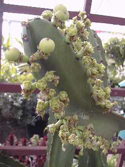 Naboom, Candelabra Tree(Euphorbia ingens)