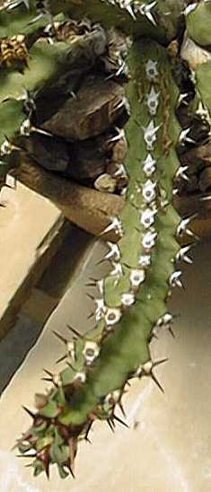 (Euphorbia jubata)