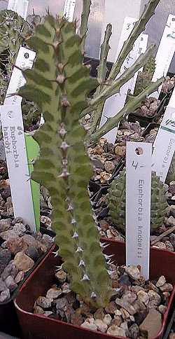 (Euphorbia knobelii)