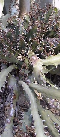 (Euphorbia knuthii)