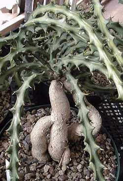 (Euphorbia knuthii)