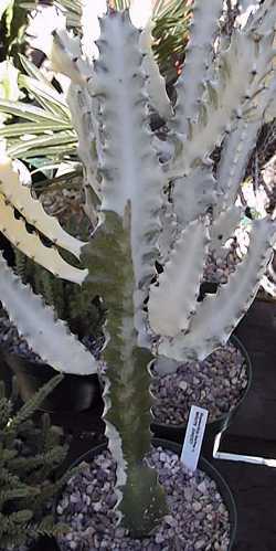 Elkhorn, Frilled Fan(Euphorbia lactea)