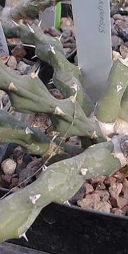(Euphorbia laikipiensis)
