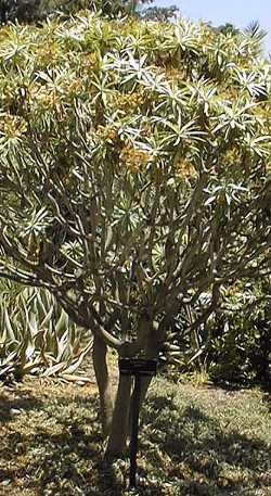 (Euphorbia lambi)