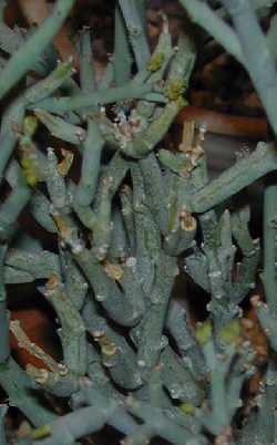 (Euphorbia lavrani)
