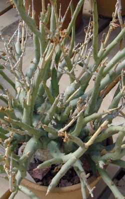 (Euphorbia lignosa)