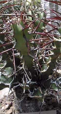(Euphorbia longispina)