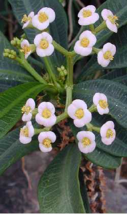 Randramboay(Euphorbia lophogona)