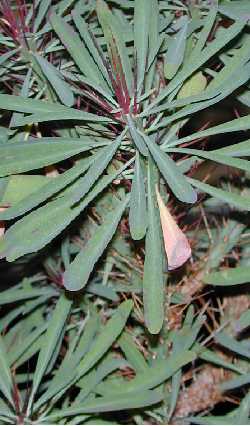 (Euphorbia loricata)