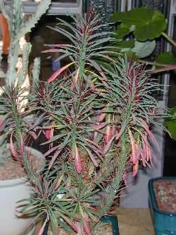 (Euphorbia loricata)