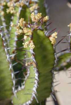 (Euphorbia lydenburgensis)