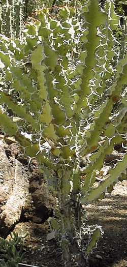 (Euphorbia magnicapsula)