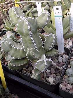 (Euphorbia makallensis)