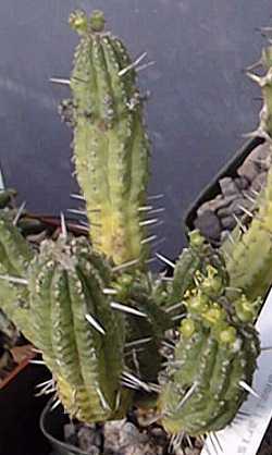 Corn Cob Euphorbia(Euphorbia mammillaris)