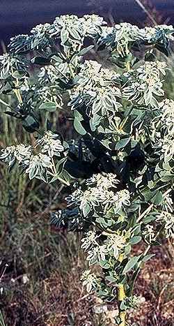 Snow on the Mountain(Euphorbia marginata)