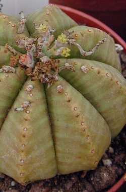 Melon Spurge(Euphorbia meloformis)
