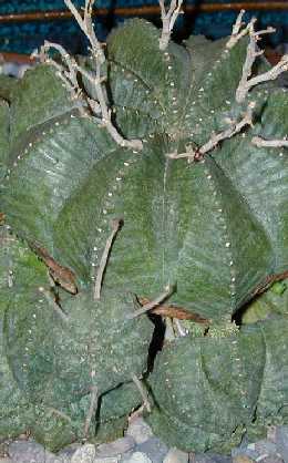 Melon Spurge(Euphorbia meloformis)