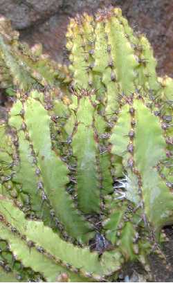 (Euphorbia memoralis)