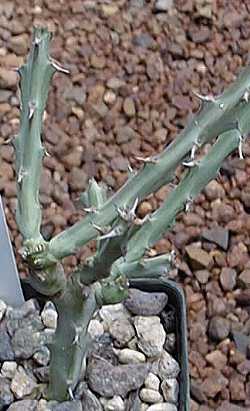 (Euphorbia meridionalis)
