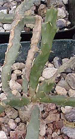 (Euphorbia micracantha)