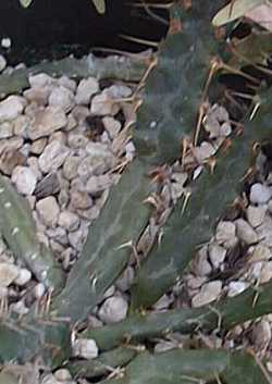 (Euphorbia micracantha)