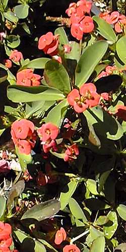 Crown of Thorns(Euphorbia milii var. splendens )