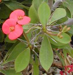 Crown of Thorns(Euphorbia milii var. splendens )