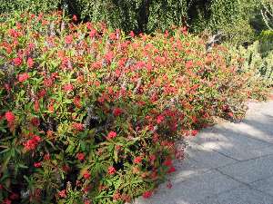 Crown of Thorns(Euphorbia milii var. splendens )