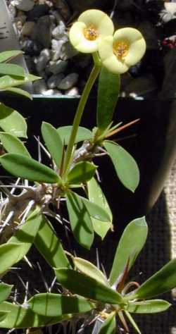 Crown of Thorns(Euphorbia milii 'Lutea')