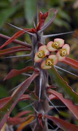 (Euphorbia milii var. roseana )