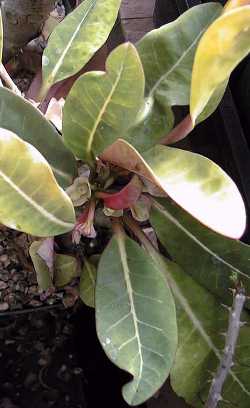 Euphorbia millotii(Euphorbia milloti)