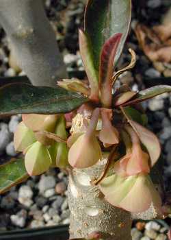 Euphorbia millotii(Euphorbia milloti)
