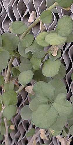 Cliff Spurge(Euphorbia misera)