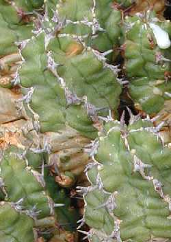 (Euphorbia mitriformis)
