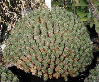 (Euphorbia mitriformis)