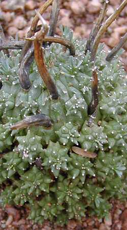 (Euphorbia multiceps)