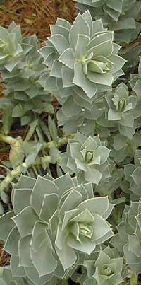 Creeping Spurge, Donkey Tail, Myrtle Spurge(Euphorbia myrsinites)