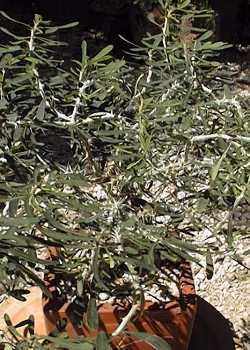 (Euphorbia neobosseri)
