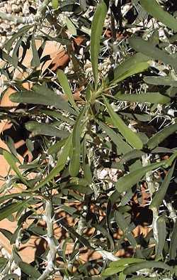 (Euphorbia neobosseri)