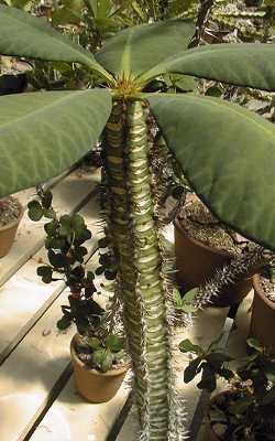 (Euphorbia neohumbertii)