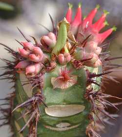 (Euphorbia neohumbertii)